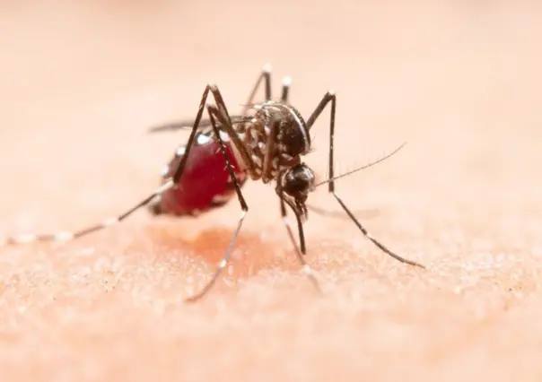 Tiene Los Cabos el mayor número de casos de dengue