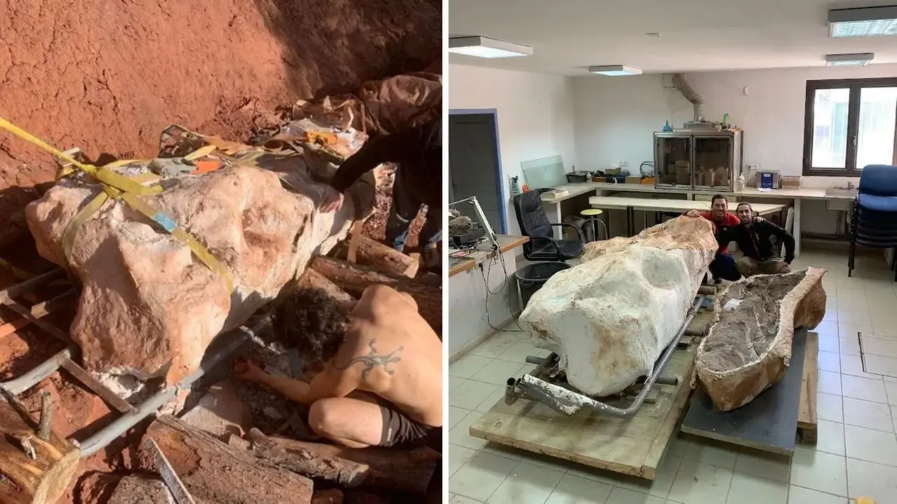 Hallazgo de un titanosaurio gigante sacude el mundo de la paleontología en el sur de Francia. Foto. Twitter