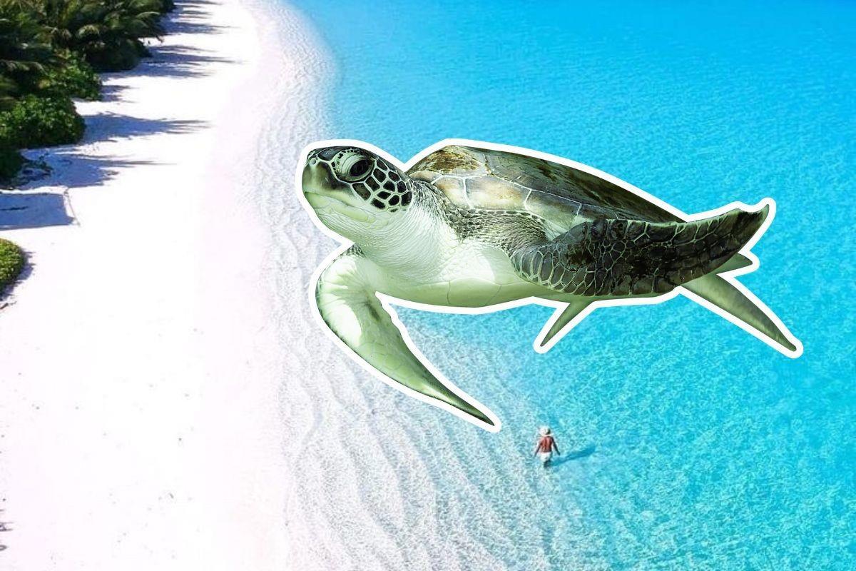 La carne de tortuga marina está considerada como una delicia en Zanzíbar, a pesar de que de forma periódica produce quelonitoxismo. Foto: Especial