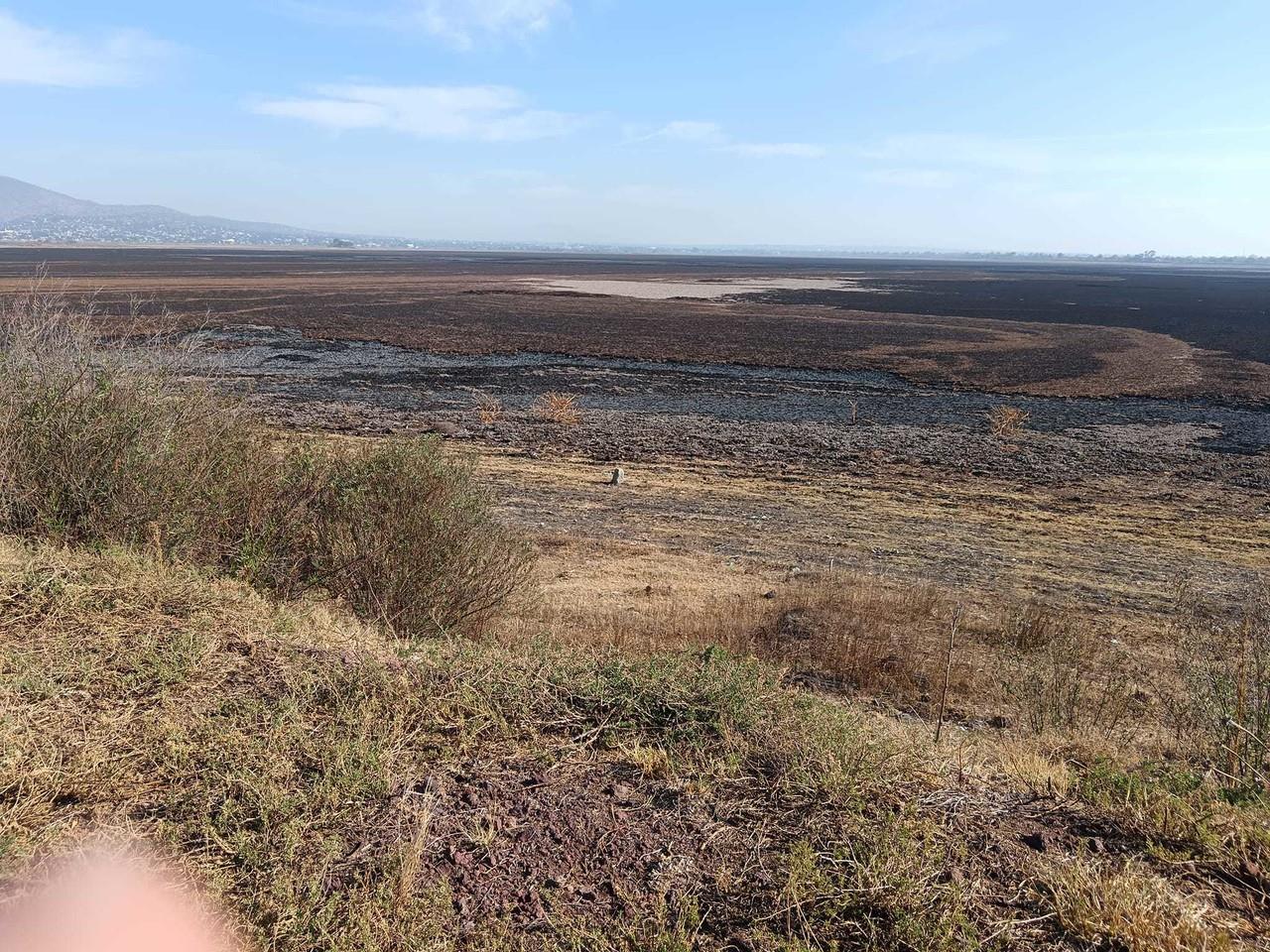 Por sequía no llegan 150 mil aves migratorias a la laguna de Zumpango