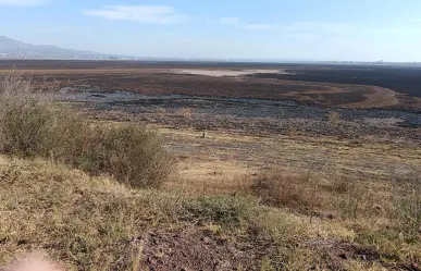 Por sequía no llegan 150 mil aves migratorias a la laguna de Zumpango