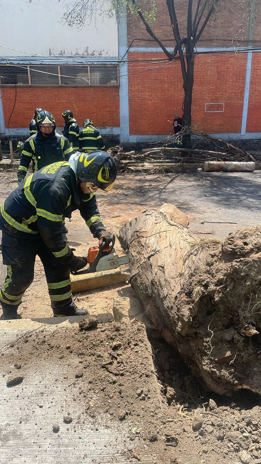 Cae árbol de más de 18 metros de altura y derriba poste, no hay heridos