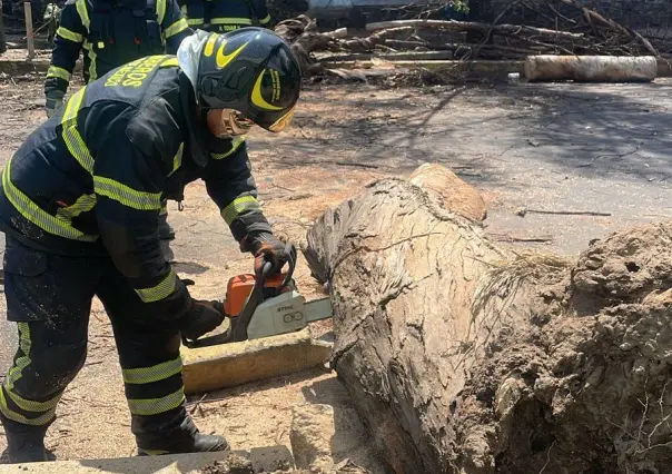 Cae árbol de más de 18 metros de altura y derriba poste, no hay heridos