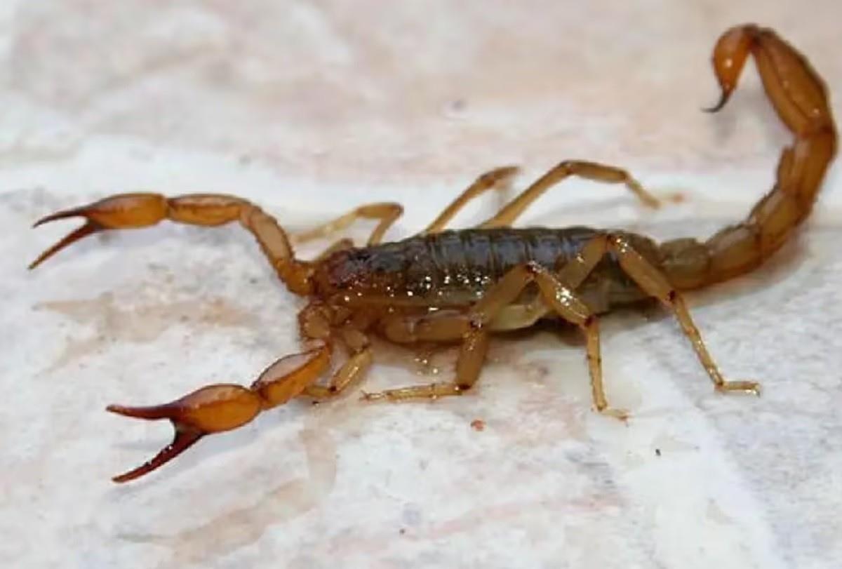 . Los alacranes suelen ser más activos durante la noche y solo pican cuando se sienten provocados o atacados. Foto: La Voz