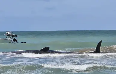 Muere ballena que queda varada en playa de Florida