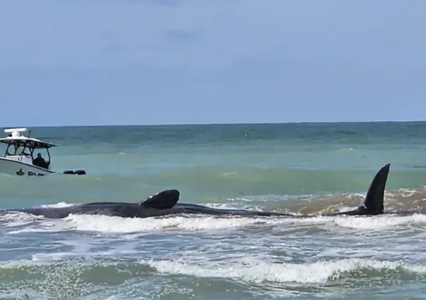 Muere ballena que queda varada en playa de Florida