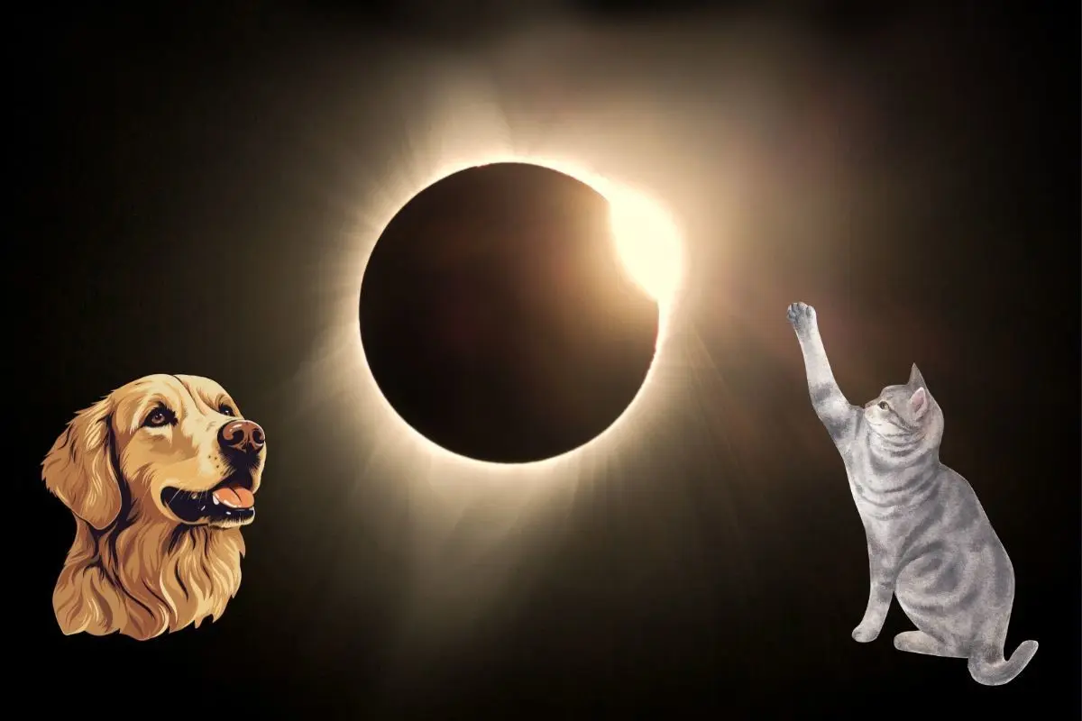 El eclipse del próximo 8 de abril de 2024 puede afectar a las mascotas con cambios en su humor y confusión. Foto: Especial