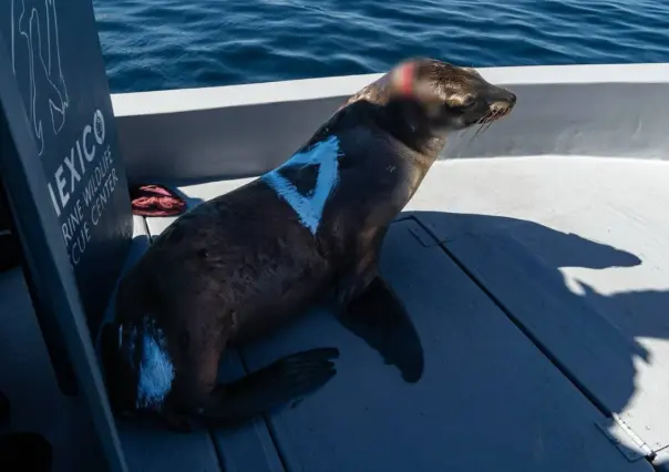 Vuelve a su hogar lobo marino rescatado de red pesca