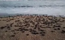 Cuenta Los Cabos con 21 corrales de anidación de tortuga golfina