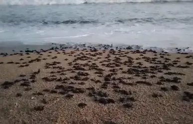 Cuenta Los Cabos con 21 corrales de anidación de tortuga golfina