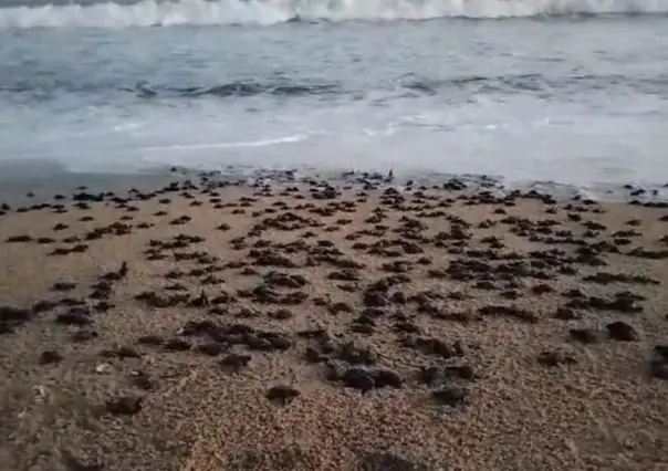 Cuenta Los Cabos con 21 corrales de anidación de tortuga golfina