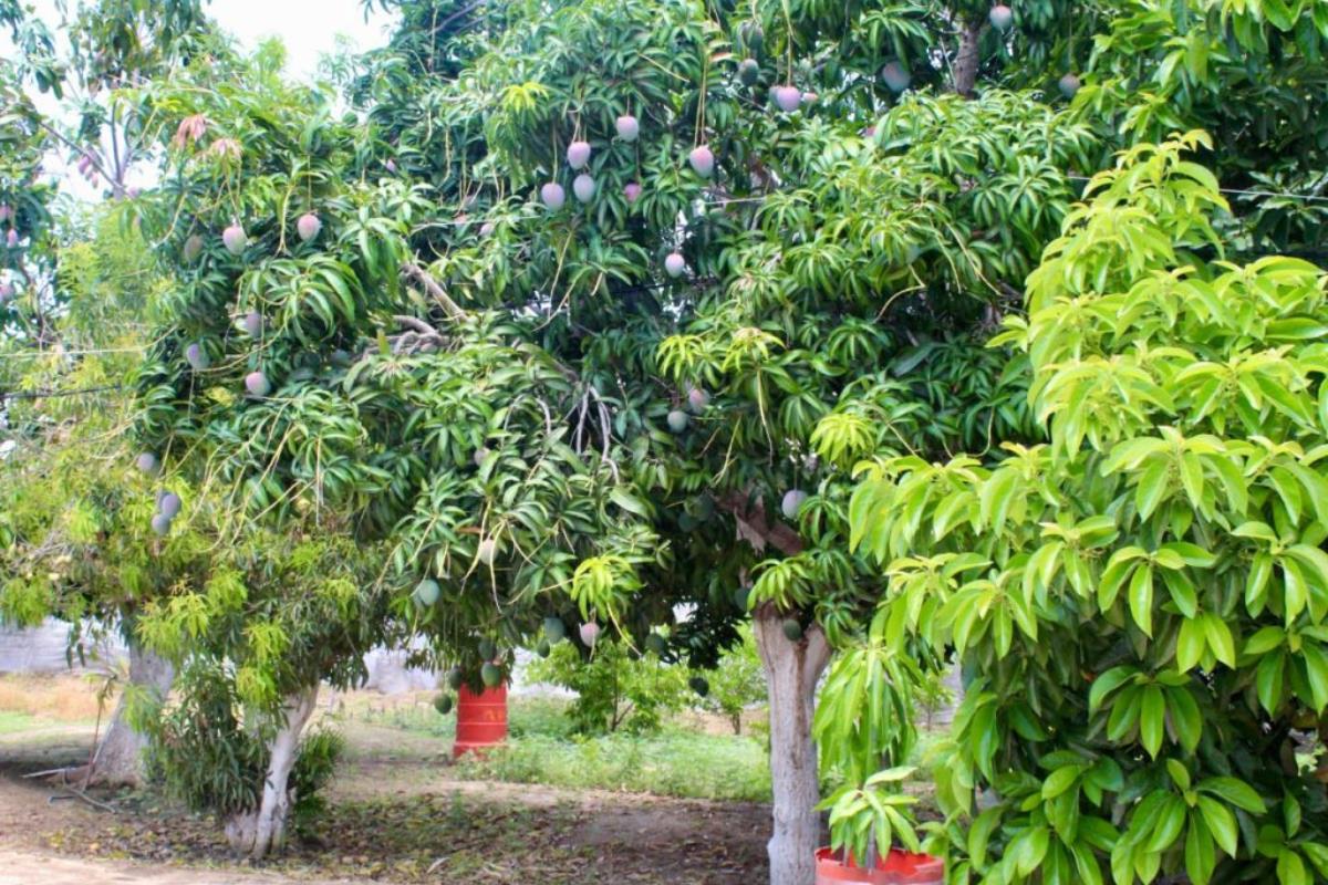 Todos Santos registra brote de mosca de la fruta. Foto: Gobierno de BCS