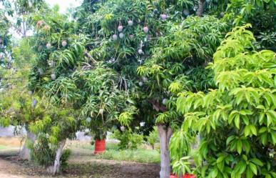 Incide mosca de la fruta en Todos Santos, ¿cómo reportar brotes?