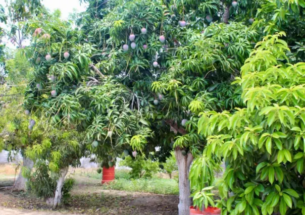 Incide mosca de la fruta en Todos Santos, ¿cómo reportar brotes?