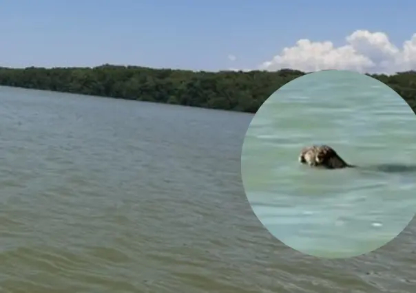 Jaguar nadador en Celestún: Captan a un ejemplar en la aguas de la Ría (Vídeo)