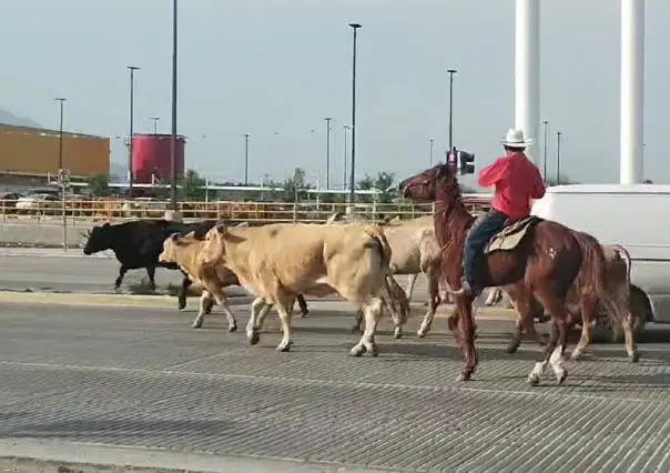 Captan a vaquero arreando ganado en El Carmen (VIDEO)