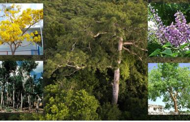 Conoce cuál es la flora de Yucatán y su biodiversidad