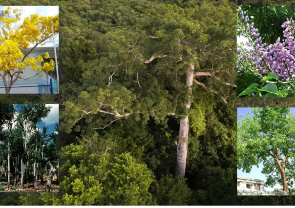 Conoce cuál es la flora de Yucatán y su biodiversidad