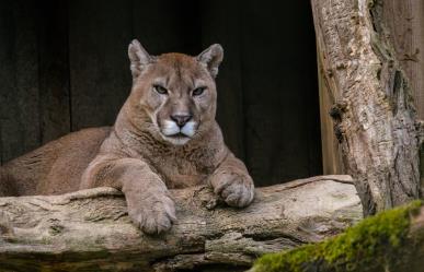 Puma ataca a campesinos en Tamaulipas, ellos se defienden y lo matan