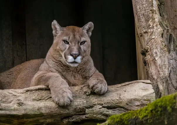 Puma ataca a campesinos en Tamaulipas, ellos se defienden y lo matan