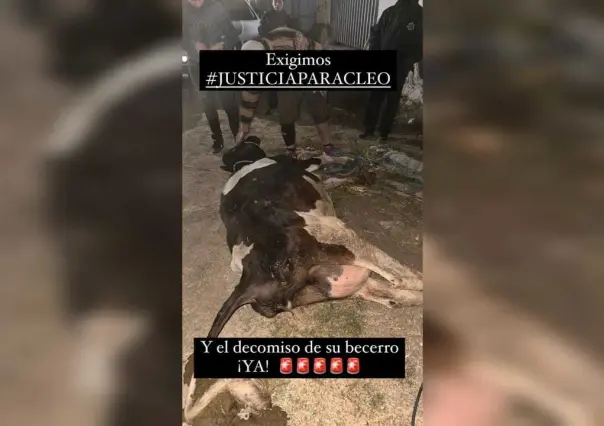 Retienen a activistas por intentar rescatar una vaca moribunda en Ixtapaluca