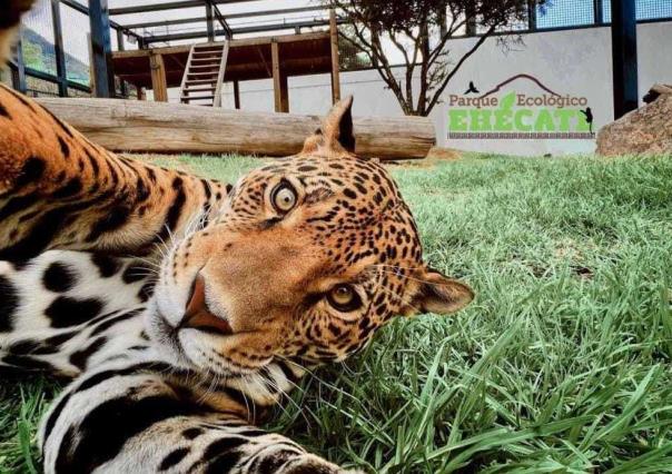 Ola de calor: Zoológico de Ecatepec protege a sus 530 especies