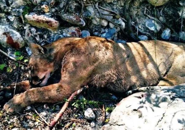 Ataca puma a campesinos de Jaumave, uno de ellos mata al felino con sus manos