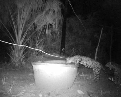 Bajan a “robar” agua animales silvestres en Tamaulipas