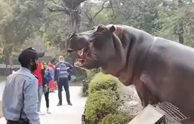 Frenan escape de hipopótamo de zoológico ¡A puras cachetadas! (VIDEO)