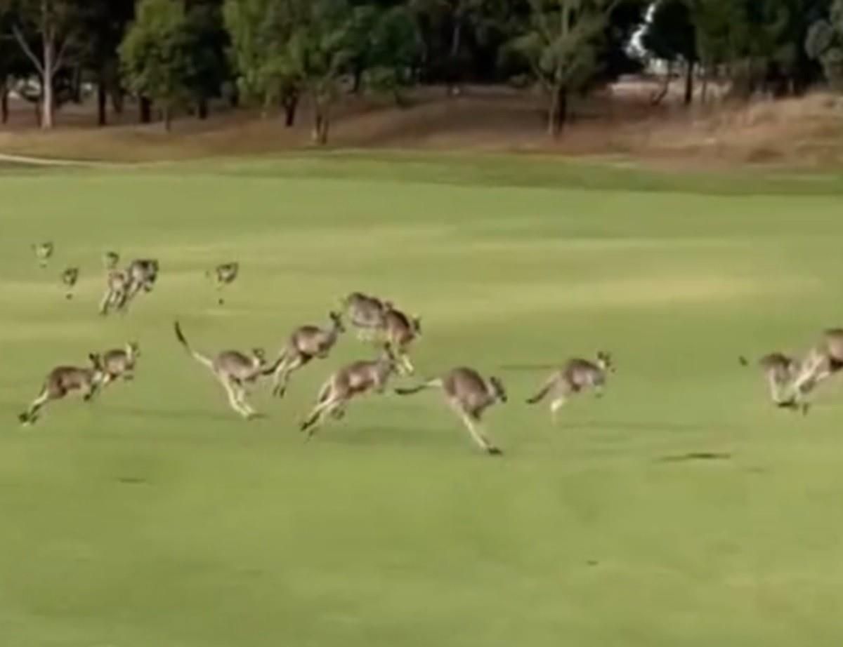 Una manada de 200 canguros invadió un campo de golf en Melbourne, Australia. Foto: Twitter @PlatiquemosAve