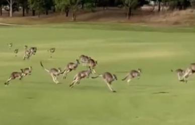 Invade manada de 200 canguros campo de golf ¡Como Juan por su casa! (VIDEO)