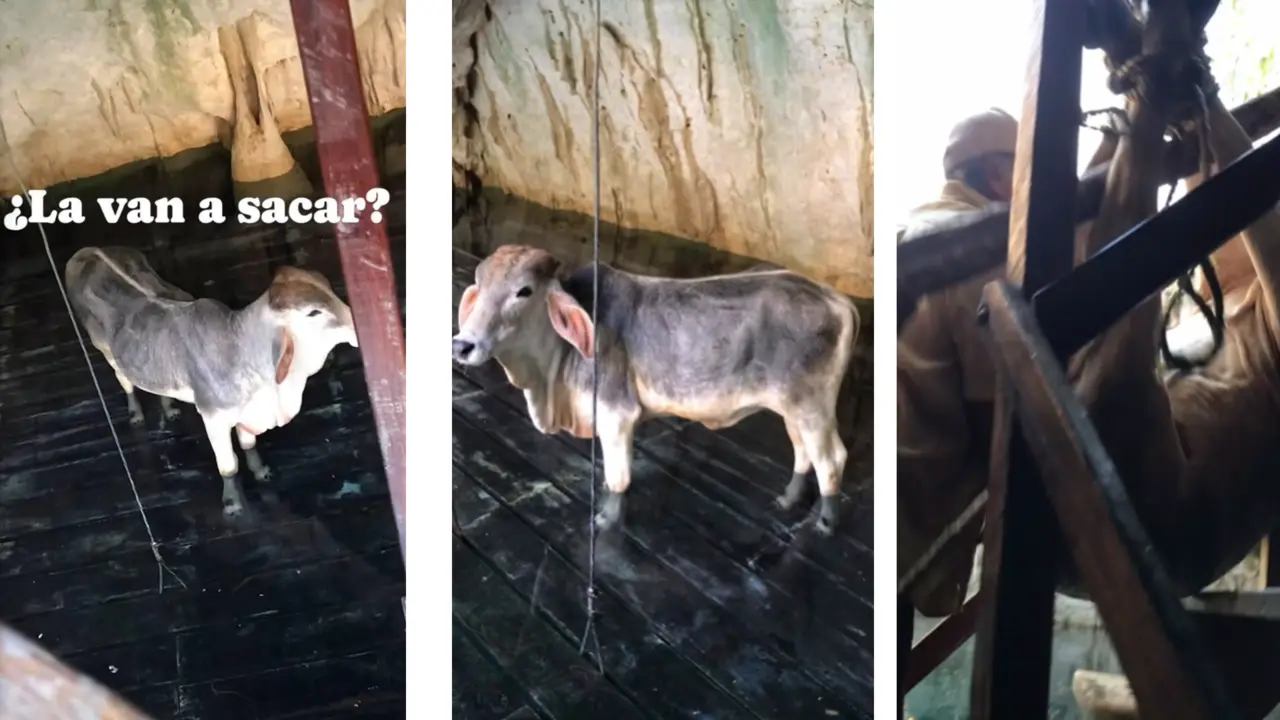 El animal logró ser rescatado con ayuda de otras personas Foto: Redes sociales