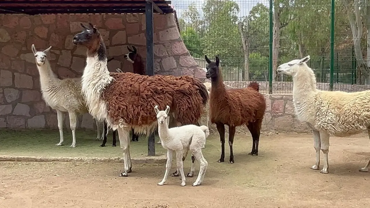 Cambiarán la alimentación de los habitantes del Zoológico Sahuatoba debido a la temporada de calor. Foto: Jesús Carrillo.