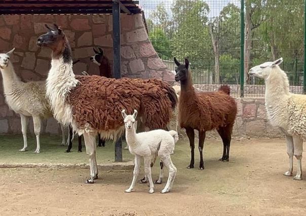 Prepara el zoológico instalaciones para animales en época de calor