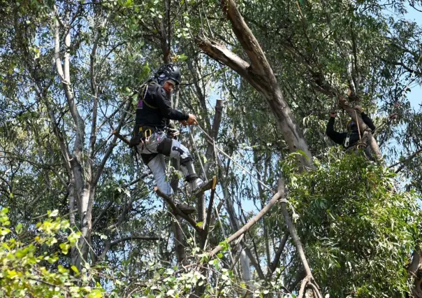 Casi cinco mil árboles serán intervenidos por ser un riesgo o tener plaga