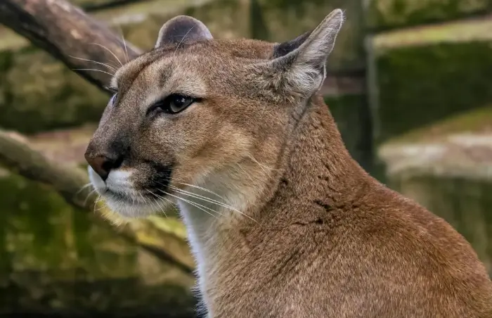 Se recuperan dos campesinos del ataque de puma en Jaumave, Tamaulipas