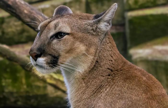 Dos hombres se adentraron en el monte para cazar al puma. Foto. Ilustrativa