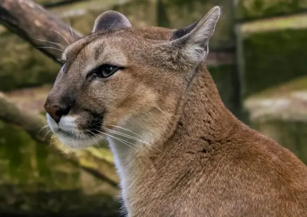 Se recuperan dos campesinos del ataque de puma en Jaumave, Tamaulipas