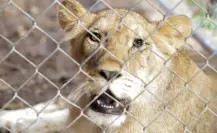 El parque Zoológico Animaya da la bienvenida a una pareja de leones
