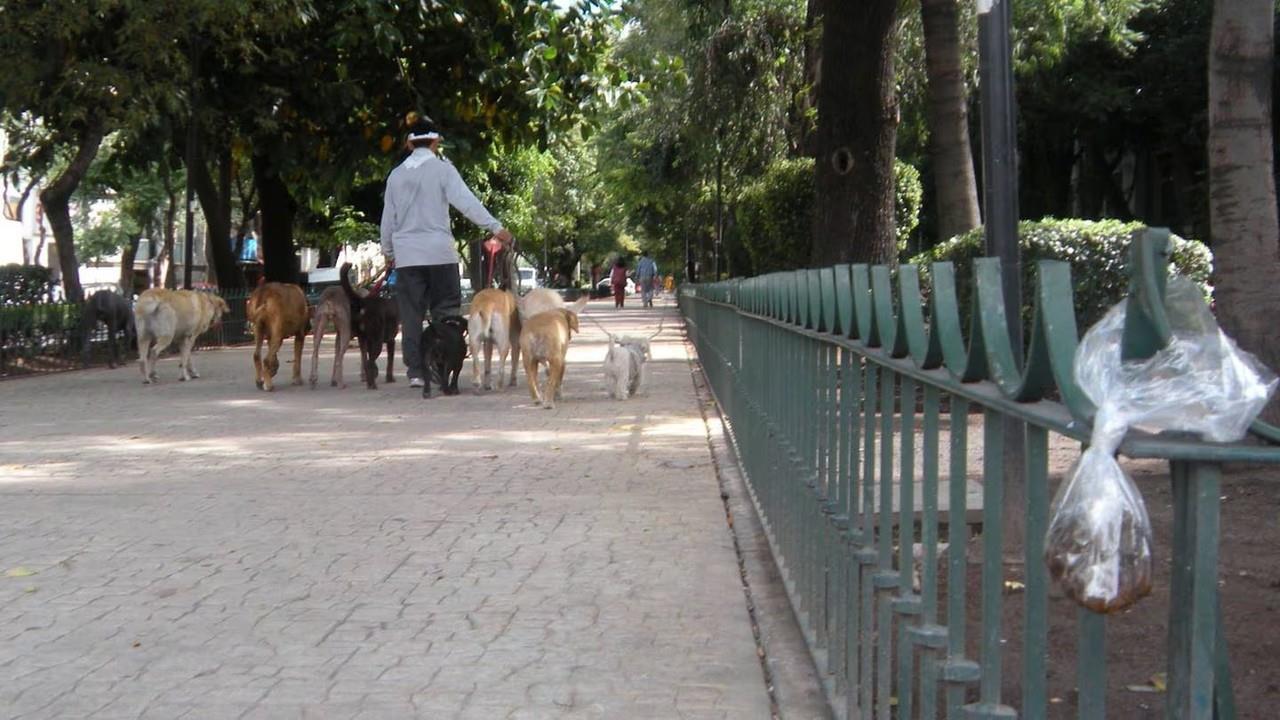 ¡Dueños responsables! Recoge las heces de tu mascota o enfrenta multas en CDMX.   Foto: CDMX