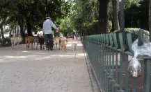 ¡Dueños responsables! Recoge las heces de tu mascota o enfrenta multas en CDMX