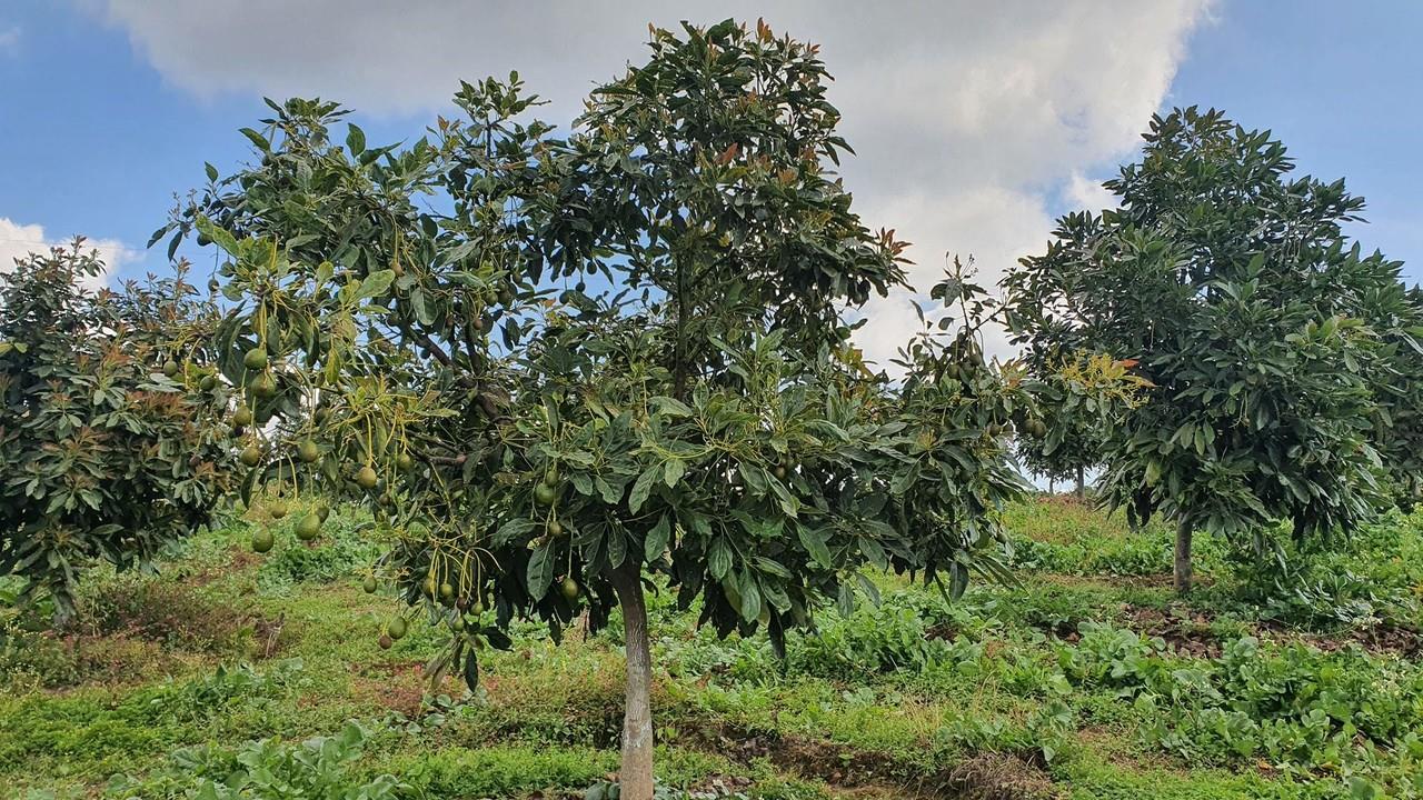 Los trabajos para combatir las plagas se han agilizado en la zona de Los Volcanes. Foto: El Canal del Cultivo del Aguacate