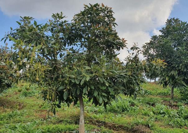 Buscan declarar zona de Los Volcanes libre de plagas