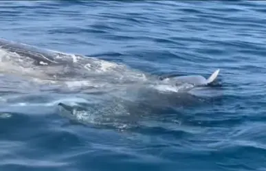 Tiburones hambrientos devoran ballena de 70,000 libras en Florida (VIDEO)