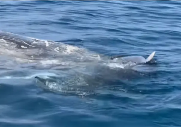 Tiburones hambrientos devoran ballena de 70,000 libras en Florida (VIDEO)