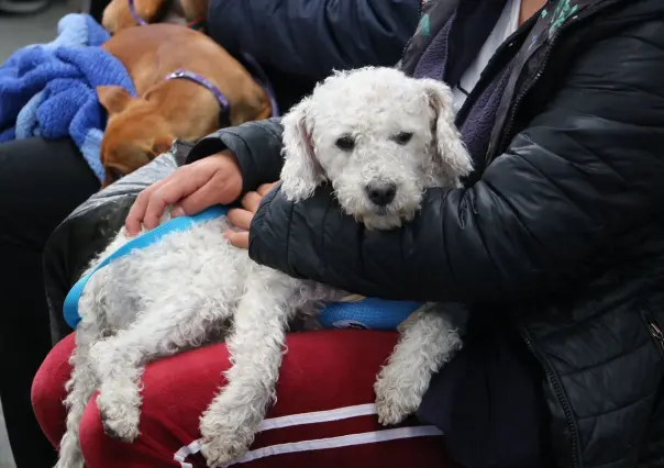 Vacunación Antirrábica Canina y Felina 2024 en Edomex: ¡Protege a tu mascota!