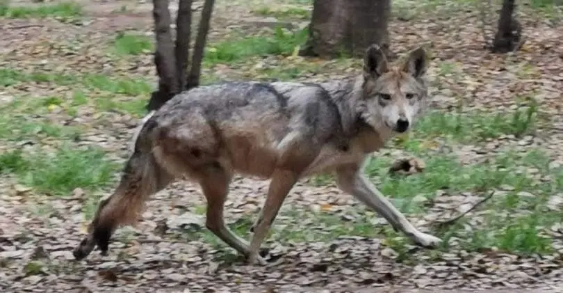 Lobo deambulaba en calles de la GAM y fue asegurado por la SSC