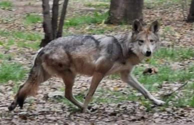 Lobo deambulaba en calles de la GAM y fue asegurado por la SSC