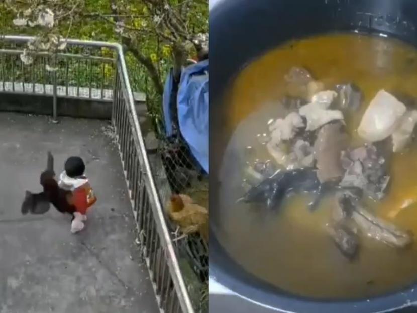 ¿Es Justo? Picotea gallo a niño y lo hacen caldo (VIDEO)