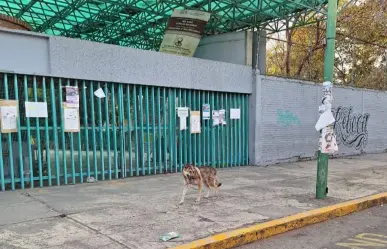 Escapa lobo del Zoológico de Aragón; lo capturan en alcaldía GAM